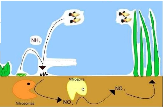 BİTKİLERDE ASIRI AZOT  KULLANIMI VE ZARARLARI