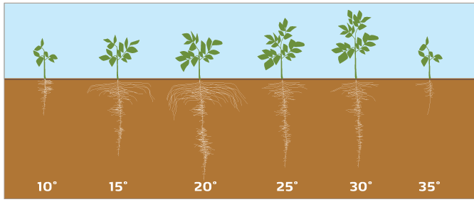 Kök bölgesinde sıcaklık ve bitki sağlığı