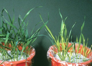 TARIMDA  KÜKÜRTÜN ÖNEMİ NEDİR?