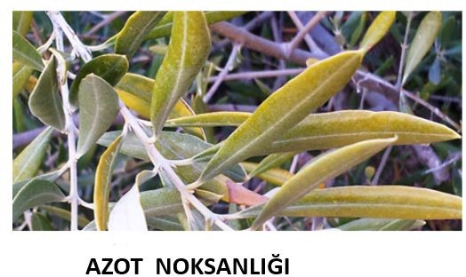 ZEYTİNDE  GÜBRELEME